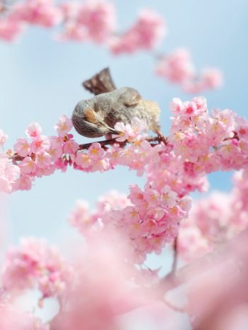 Tokyo, Japan, cherry blossoms Wallpaper 1668x2224