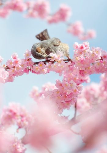 Tokyo, Japan, cherry blossoms Wallpaper 1668x2388
