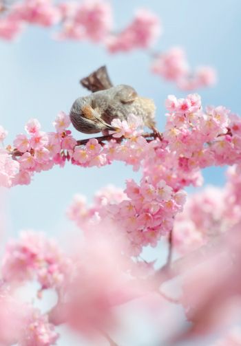 Tokyo, Japan, cherry blossoms Wallpaper 1640x2360