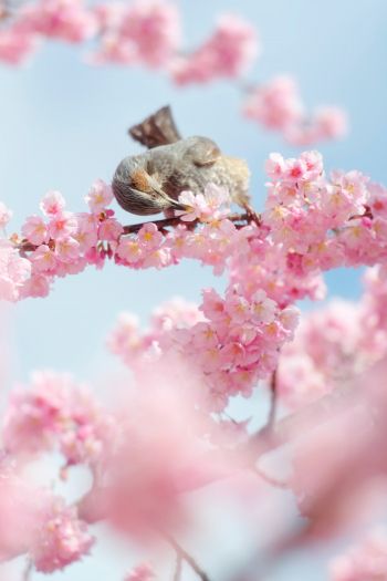 Tokyo, Japan, cherry blossoms Wallpaper 640x960