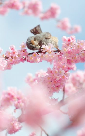 Tokyo, Japan, cherry blossoms Wallpaper 1752x2800