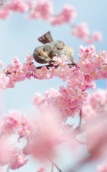 Tokyo, Japan, cherry blossoms Wallpaper 1600x2560