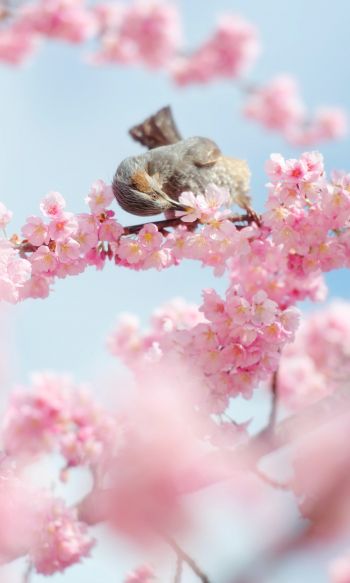 Tokyo, Japan, cherry blossoms Wallpaper 1200x2000