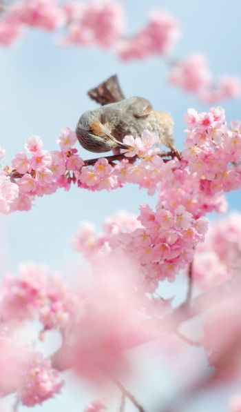 Tokyo, Japan, cherry blossoms Wallpaper 600x1024