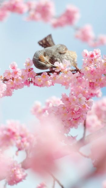 Tokyo, Japan, cherry blossoms Wallpaper 640x1136