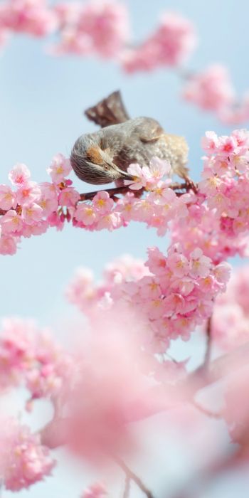 Tokyo, Japan, cherry blossoms Wallpaper 720x1440