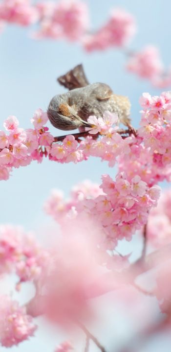 Tokyo, Japan, cherry blossoms Wallpaper 1080x2220