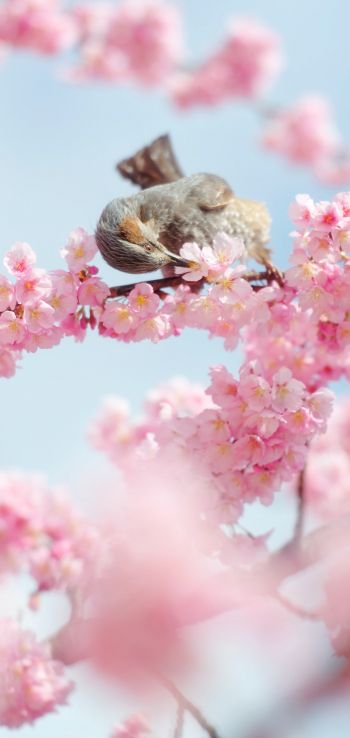 Tokyo, Japan, cherry blossoms Wallpaper 1440x3040