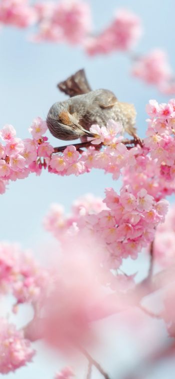Tokyo, Japan, cherry blossoms Wallpaper 1284x2778