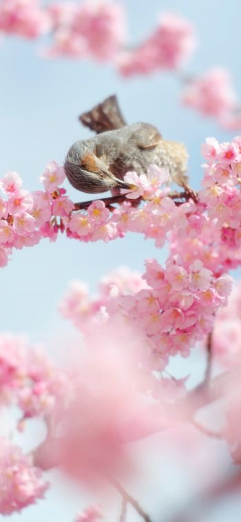 Tokyo, Japan, cherry blossoms Wallpaper 1080x2340
