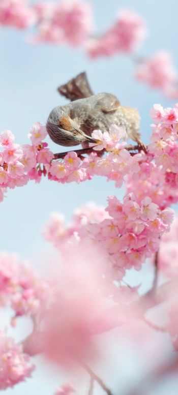 Tokyo, Japan, cherry blossoms Wallpaper 1440x3200