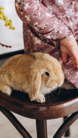 pet, rabbit Wallpaper 640x1136