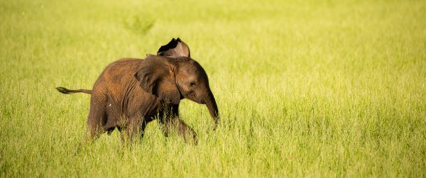 Lake Caribbean, elephant Wallpaper 3440x1440