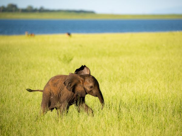 Lake Caribbean, elephant Wallpaper 1024x768