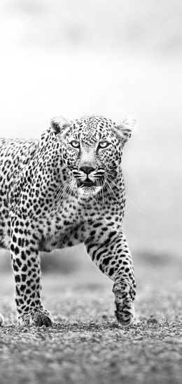 Narok, Kenya, cheetah Wallpaper 720x1520