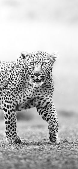 Narok, Kenya, cheetah Wallpaper 828x1792