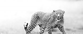 Narok, Kenya, cheetah Wallpaper 2560x1080