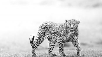 Narok, Kenya, cheetah Wallpaper 1600x900
