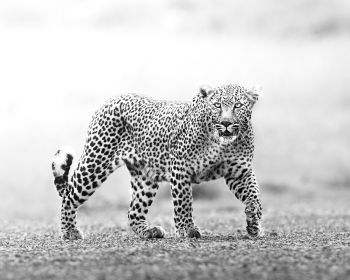 Narok, Kenya, cheetah Wallpaper 1280x1024