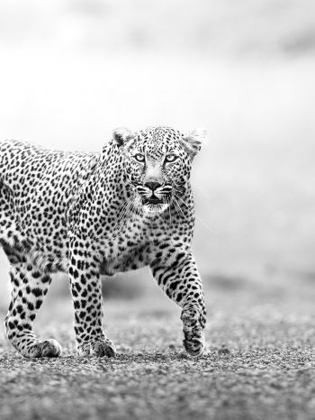 Narok, Kenya, cheetah Wallpaper 1536x2048