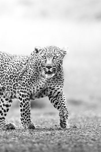 Narok, Kenya, cheetah Wallpaper 640x960