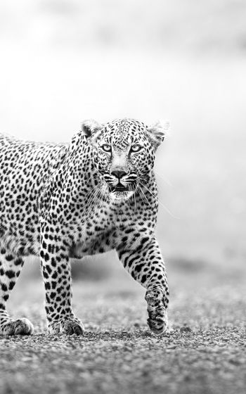 Narok, Kenya, cheetah Wallpaper 1200x1920