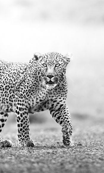 Narok, Kenya, cheetah Wallpaper 1200x2000