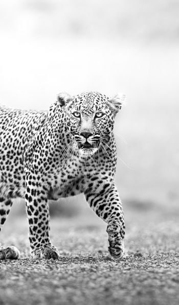 Narok, Kenya, cheetah Wallpaper 600x1024