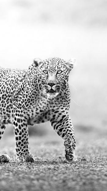 Narok, Kenya, cheetah Wallpaper 640x1136