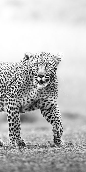 Narok, Kenya, cheetah Wallpaper 720x1440