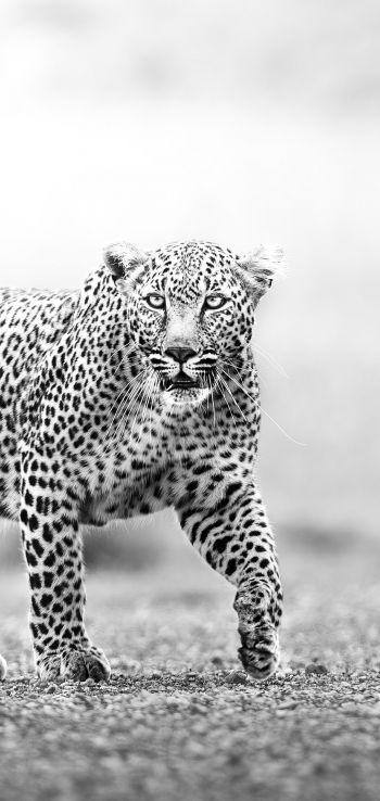 Narok, Kenya, cheetah Wallpaper 720x1520
