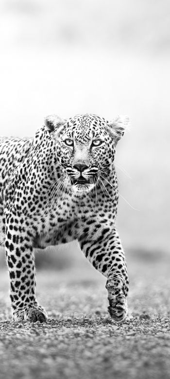 Narok, Kenya, cheetah Wallpaper 720x1600