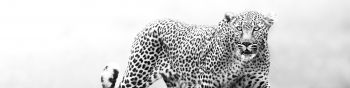 Narok, Kenya, cheetah Wallpaper 1590x400
