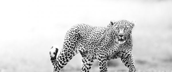 Narok, Kenya, cheetah Wallpaper 2560x1080