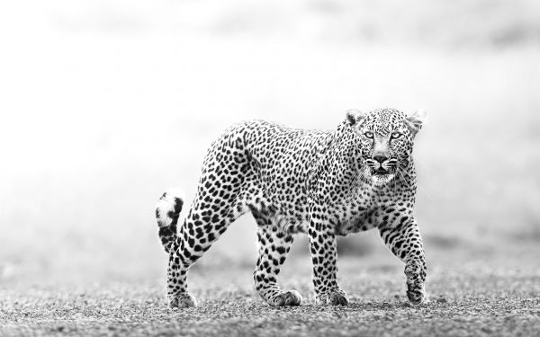Narok, Kenya, cheetah Wallpaper 2560x1600