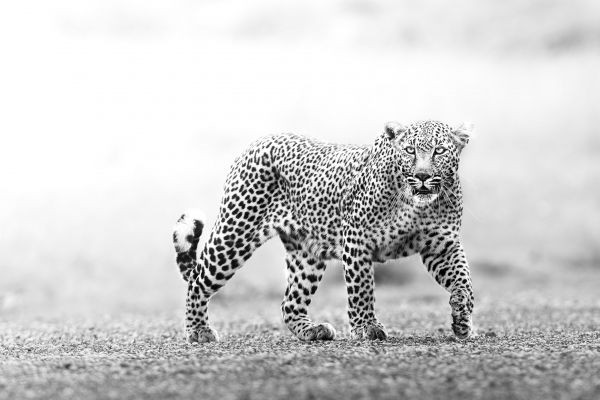 Narok, Kenya, cheetah Wallpaper 3216x2145
