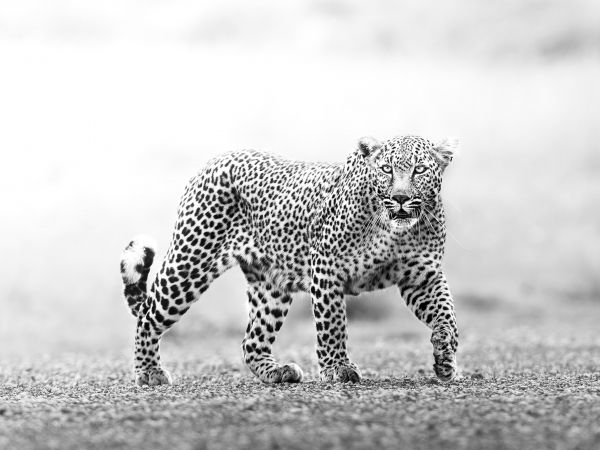 Narok, Kenya, cheetah Wallpaper 1024x768
