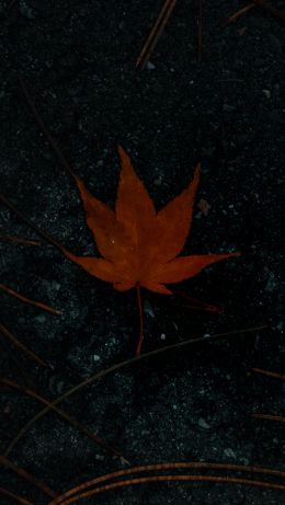 brown maple leaf, autumn Wallpaper 640x1136