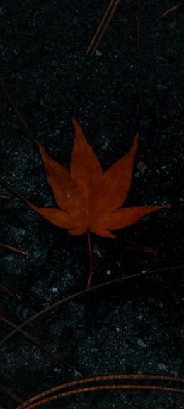 brown maple leaf, autumn Wallpaper 720x1600