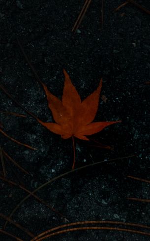 brown maple leaf, autumn Wallpaper 1200x1920