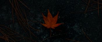 Обои 3440x1440 коричневый кленовый лист, осень