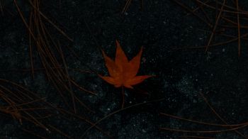 Обои 1600x900 коричневый кленовый лист, осень