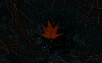 brown maple leaf, autumn Wallpaper 2560x1600