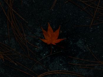 Обои 1024x768 коричневый кленовый лист, осень