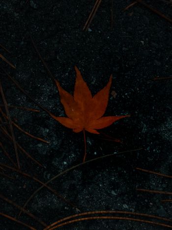 brown maple leaf, autumn Wallpaper 1668x2224