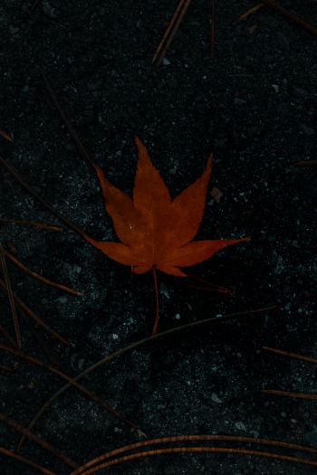 brown maple leaf, autumn Wallpaper 640x960