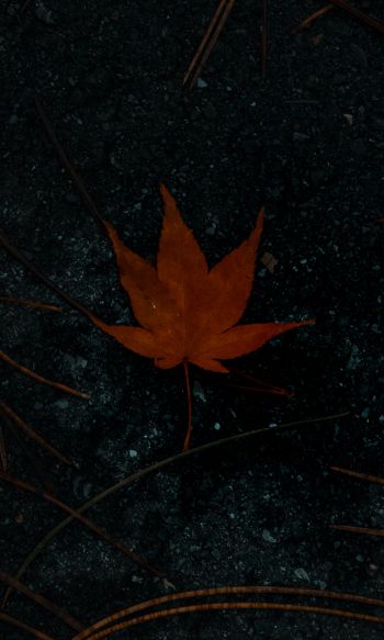 brown maple leaf, autumn Wallpaper 1200x2000