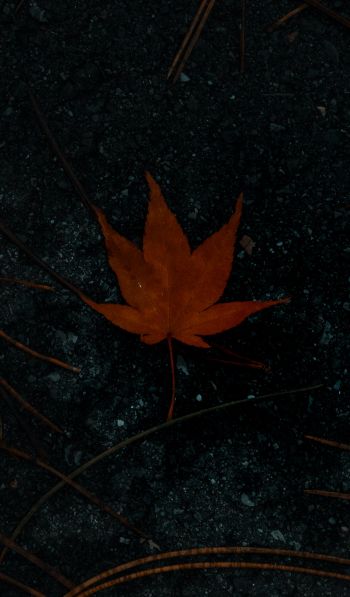 brown maple leaf, autumn Wallpaper 600x1024
