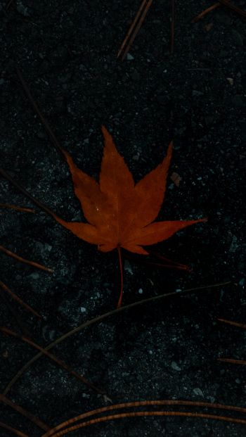 Обои 640x1136 коричневый кленовый лист, осень