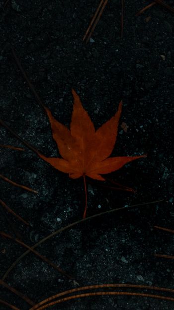 Обои 1080x1920 коричневый кленовый лист, осень